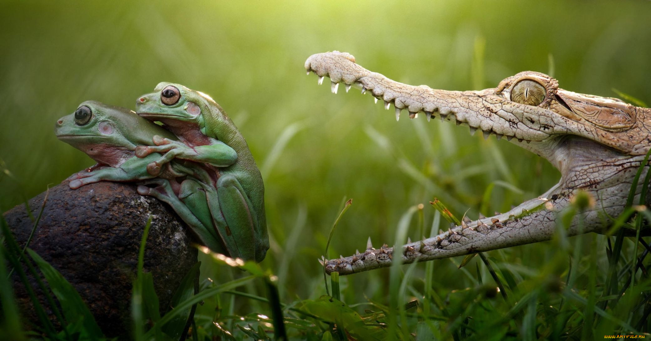 ,  , crocodile, , hunt, danger, love, , , , , , swamp, reptile, teeth, colourfull, , , beauty, , frog, , 